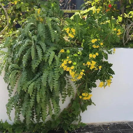 Apartament Jungle Paradise La Orotava