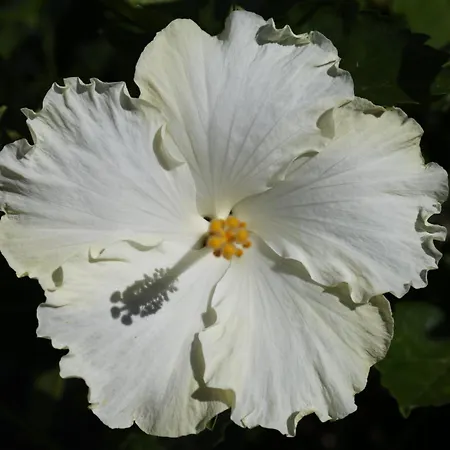 Apartament Jungle Paradise