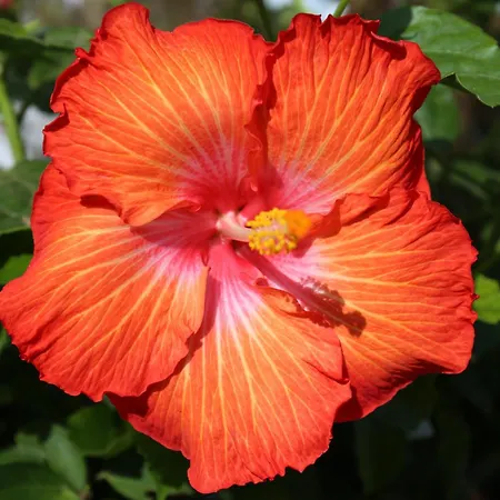 Apartament Jungle Paradise