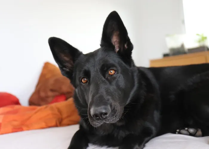 Jungle Paradise Appartement La Orotava