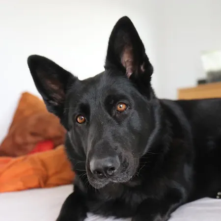 Jungle Paradise Appartamento La Orotava