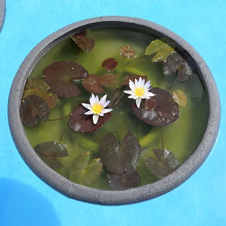 Apartment Jungle Paradise La Orotava