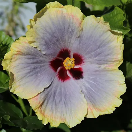 Jungle Paradise Appartamento *