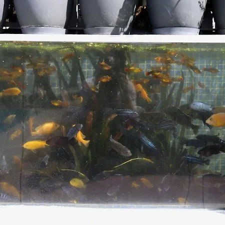 Jungle Paradise لا أوروتافا