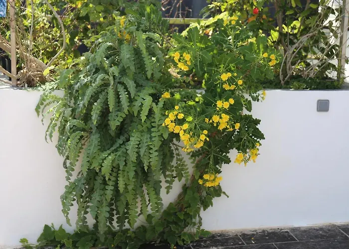 Daire Jungle Paradise La Orotava