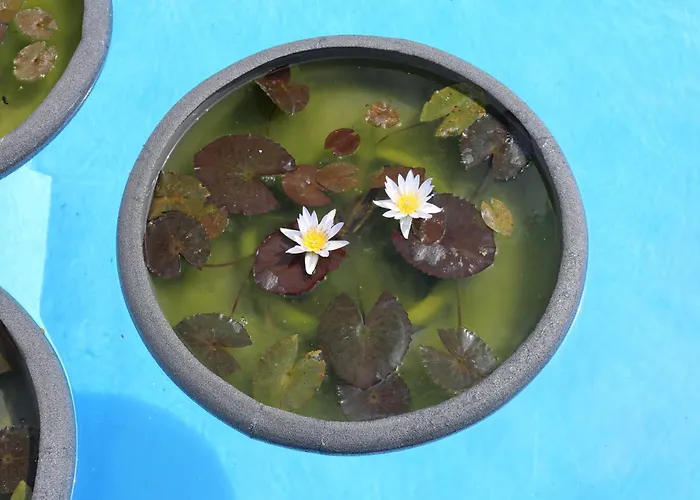 아파트 Jungle Paradise 라오로타바