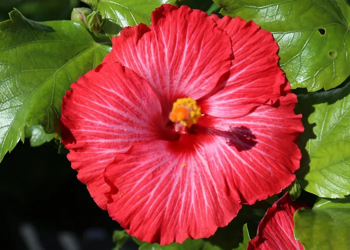 Apartment Jungle Paradise