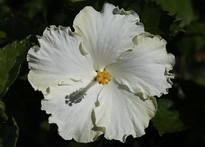 Apartment Jungle Paradise