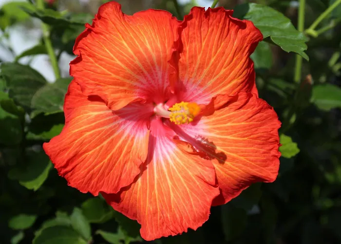 아파트 Jungle Paradise