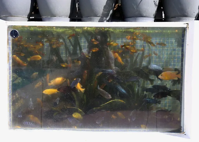 Jungle Paradise La Orotava